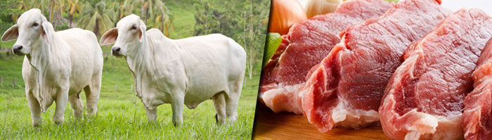 Carne de primera calidad