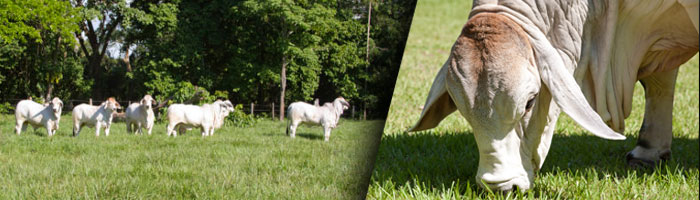 Carne de primera calidad