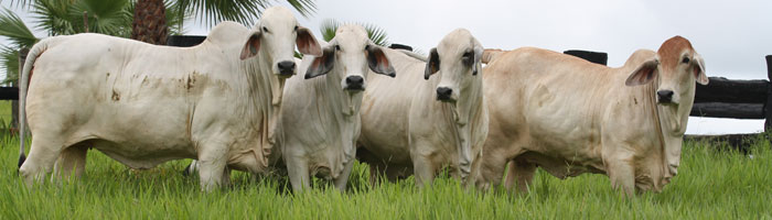 Carne de primera calidad